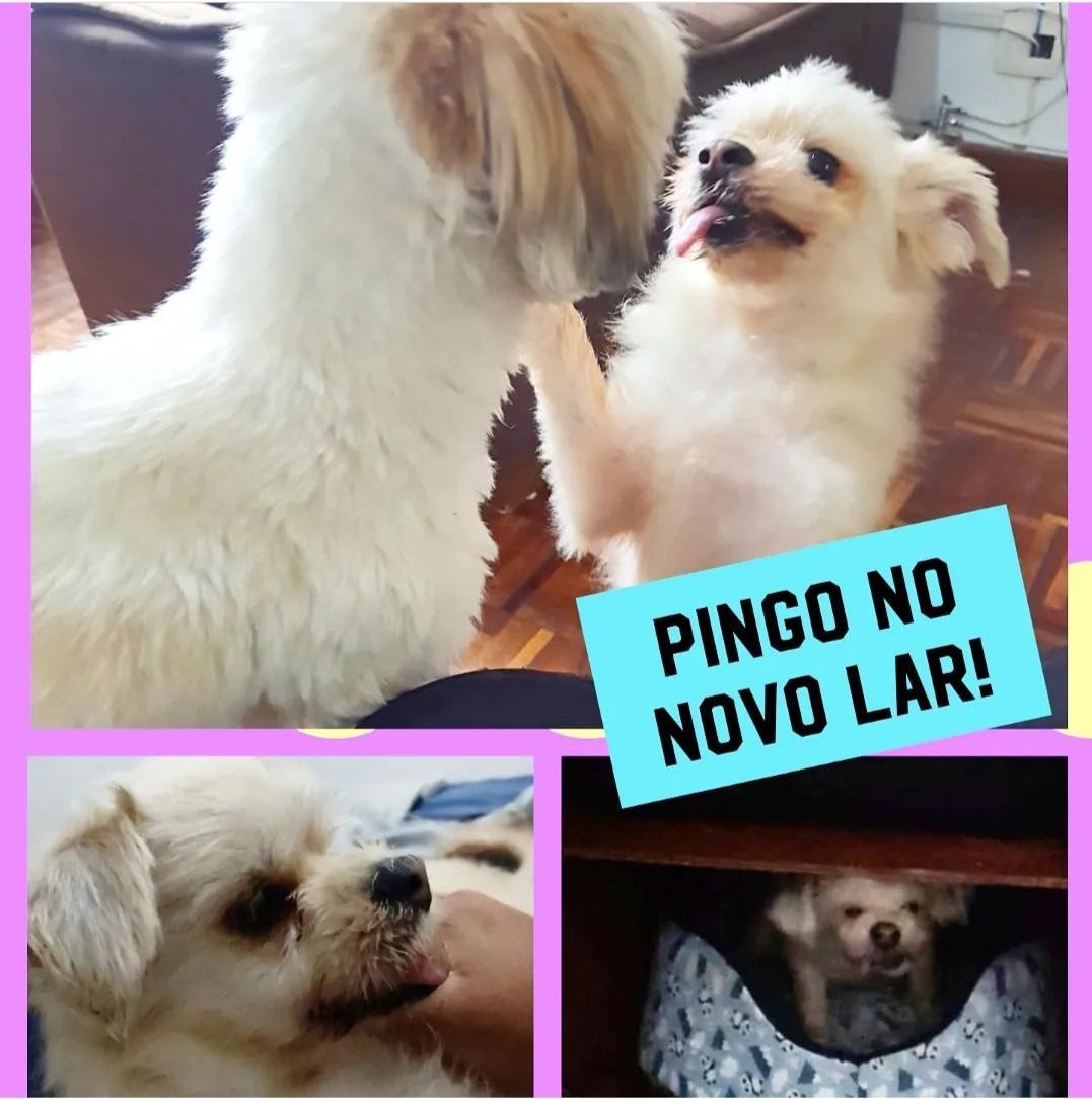 Pingo